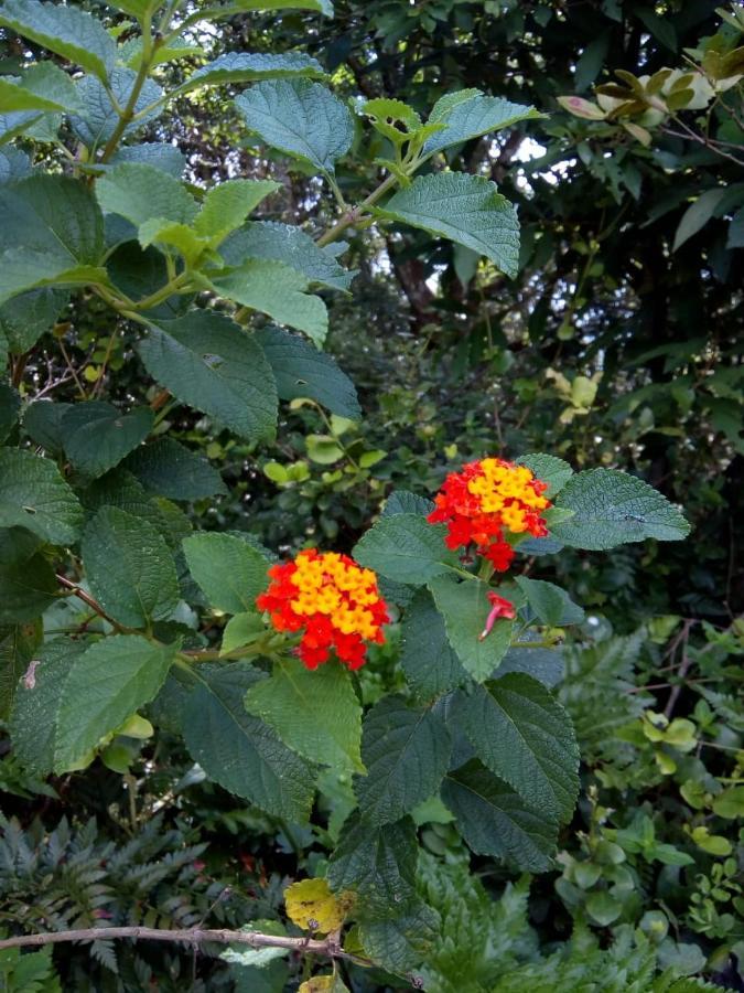 Flor Do Leste Florianópolis Buitenkant foto